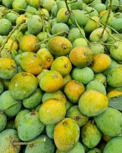 10 KG Gobindo Bhog Mango ফর্মালিন মুক্ত (সরাসরী সাতক্ষীরার বাগান থেকে)