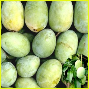 10 KG Gobindo Bhog Mango ফর্মালিন মুক্ত (সরাসরী সাতক্ষীরার বাগান থেকে)